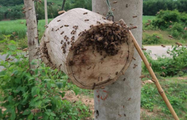 Mơ thấy ong đuổi và chiêm bao thấy ong đuổi thì nên đánh con gì cho may mắn?